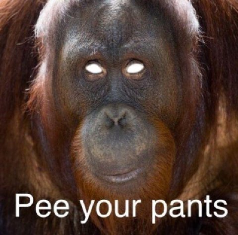 Pee your pants
