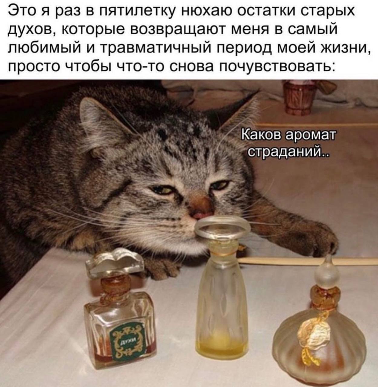 Это я раз в пятилетку нюхаю остатки старых духов, которые возвращают меня в самый любимый и травматичный период моей жизни, просто чтобы что-то снова почувствовать: Каков аромат