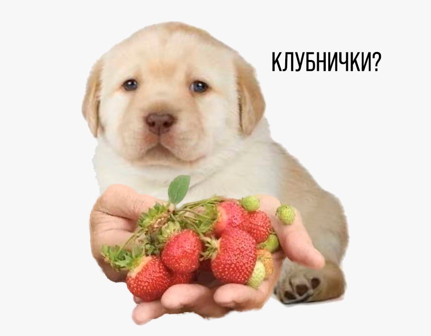 КЛУБНИЧКИ?