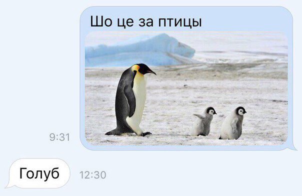 за птицы Голуб 12:30