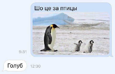 за птицы Голуб 12:30