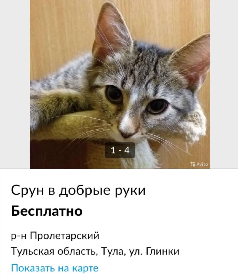 we thes Avito Срун в добрые руки Бесплатно Пролетарский Тульская область, Тула, Глинки Показать на карте