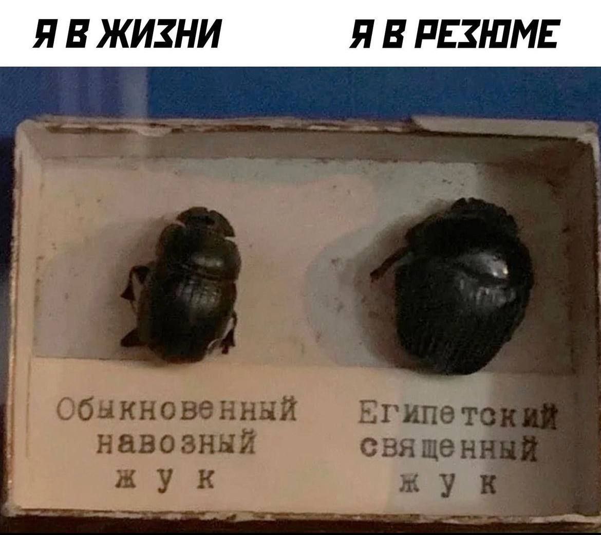 Я В ЖИЗНИ Я В PESHIME a) Обыкновенный навозный свяцщенн жук 2--~
