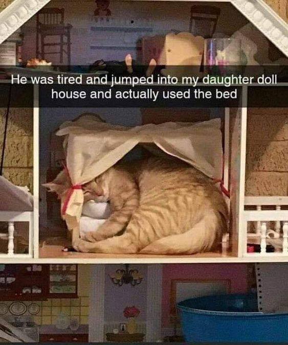 Не was tired and jumped into my daughter doll house and actually used the bed