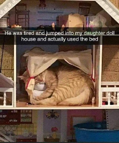 Не was tired and jumped into my daughter doll house and actually used the bed
