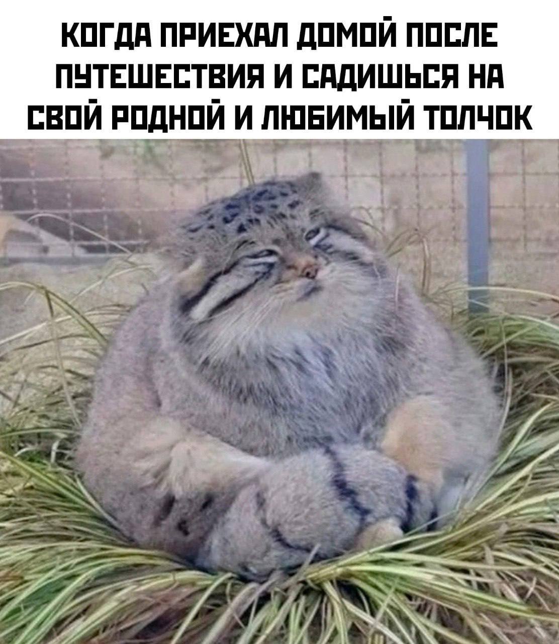 КОГДА ПРИЕХАЛ ДОМОЙ ПОСЛЕ ПУТЕШЕСТВИЯ И САДИШЬСЯ НА СВОЙ РОДНОЙ И ЛЮБИМЫЙ ТОЛЧОК и