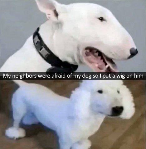 My neighbors were afraid of my dog so put a wig on him