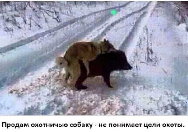 he a 4 Продам охотничью собаку не понимает цели охоты.