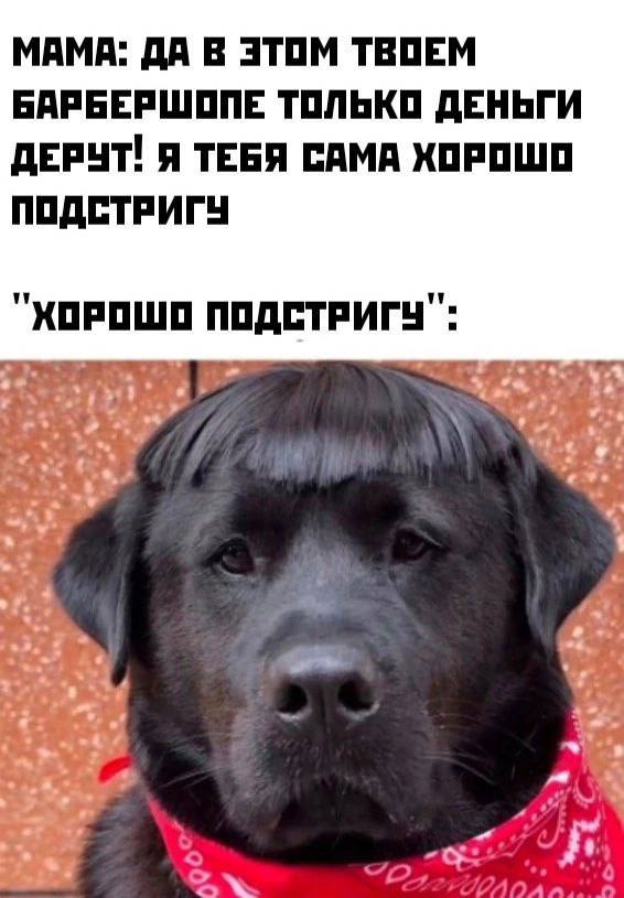 МАМА: ДА В ЭТОМ ТВОЕМ БАРБЕРШОПЕ ТОЛЬКО ДЕНЬГИ ДЕРЧТ! Я ТЕБЯ САМА ХОРОШО ПОДСТРИГУ "ХОРОШО у} “he 7 of a
