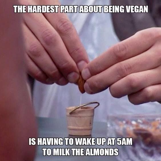 ТНЕНАВ BEING VEGAN IS HAVING TO WAKE UP AT SAM TO MILK THE ALMONDS