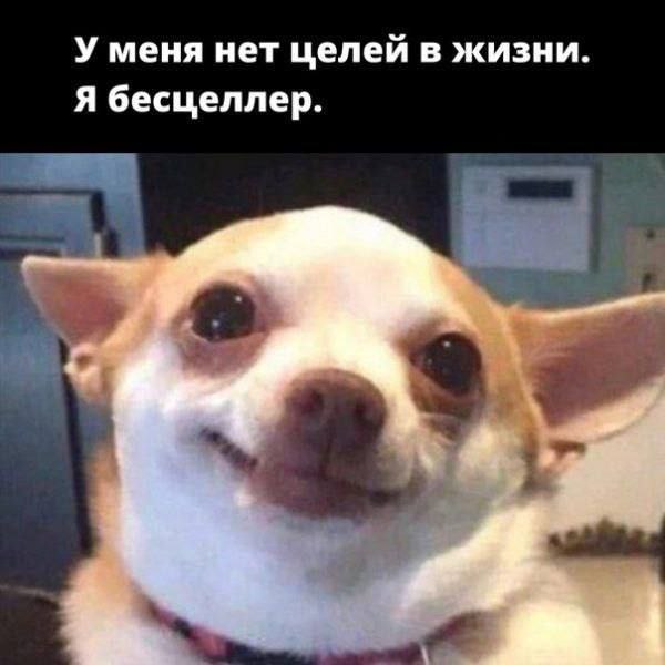 У меня нет целей в жизни. Я бесцеллер.