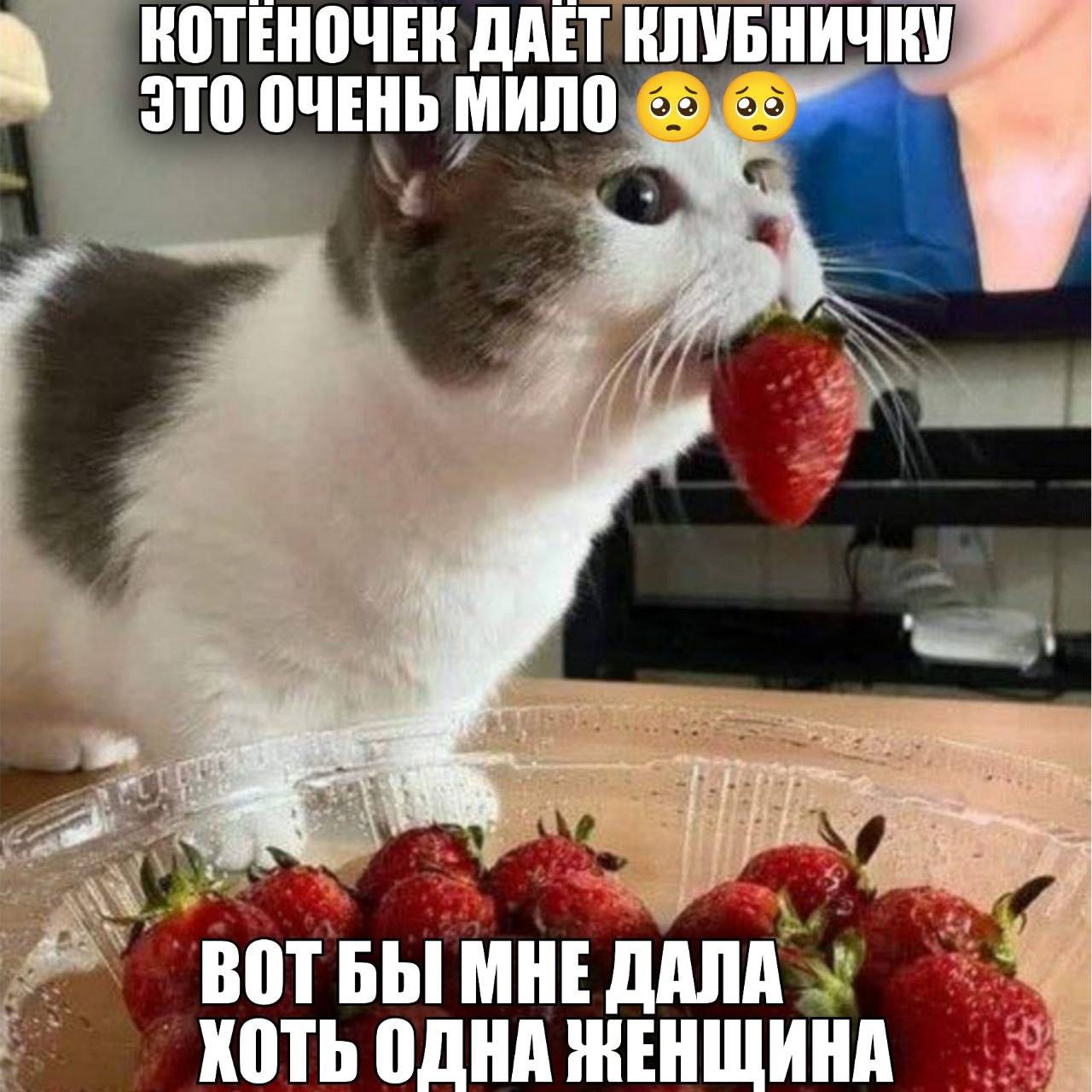 КОТЕНОЧЕК ДАЕТ КЛУБНИЧКУ ЭТО ОЧЕНЬ МИЛО ВОТБЫ МНЕ ДАЛА ХОТЬ ОДНА ЖЕНЩИНА