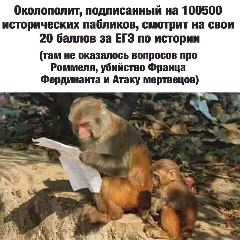 Околополит, подписанный на 100500 исторических пабликов, смотрит на свои 20 баллов за ЕГЭ по истории (там не оказалось вопросов про Роммеля, убийство Франца Фердинанта и Атаку мертвецов) у 1 у у