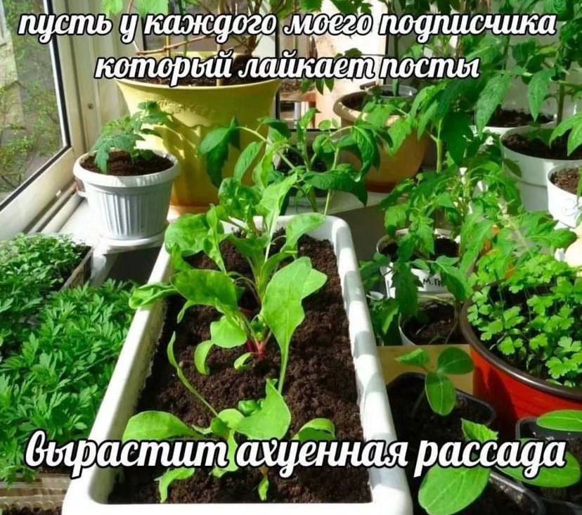 пусть у каждого подписчика лаикаеп\ рассада