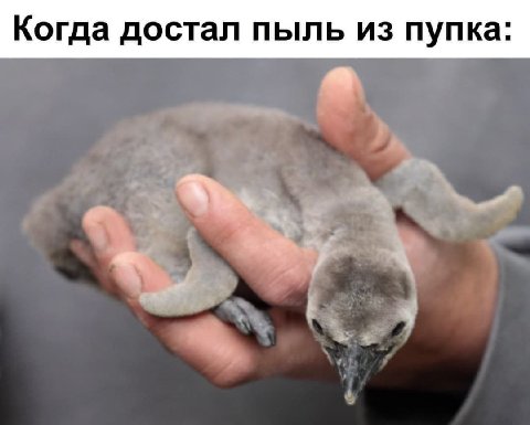 Когда достал пыль из пупка