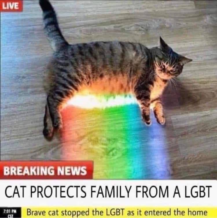 at BREAKING NEWS CAT PROTECTS FAMILY FROM А LGBT Вгауе cat stopped the LGBT as it entered the home