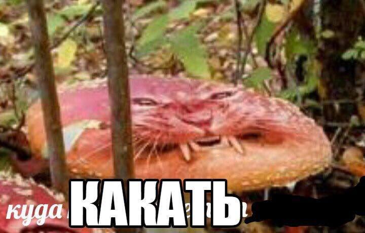 куда: КАКА Vea