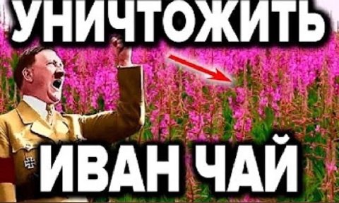 у `ИВАН ЧАЙ