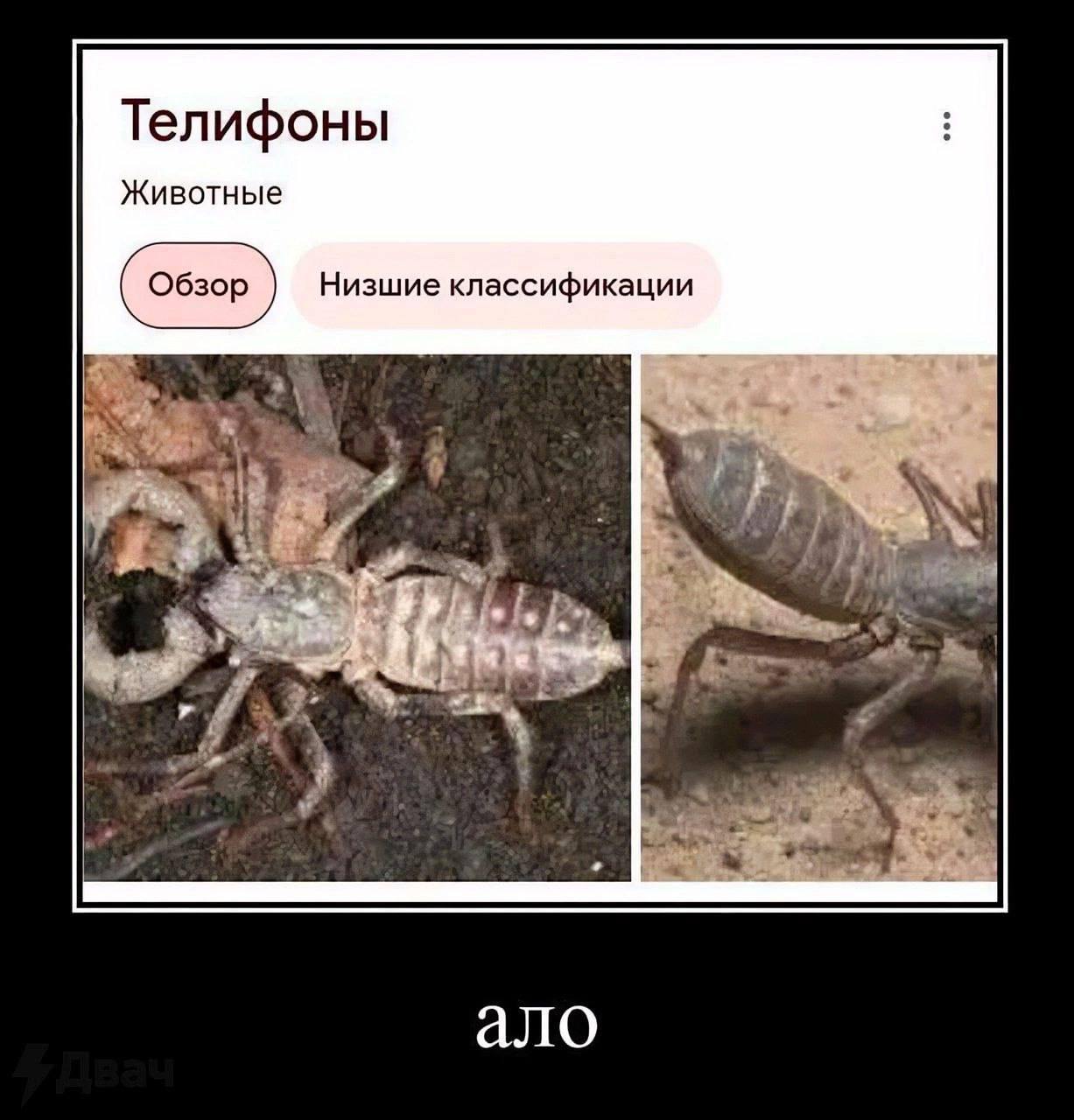 Телифоны Животные Низшие классификации 9% ало