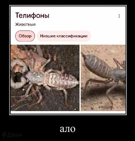 Телифоны Животные Низшие классификации 9% ало