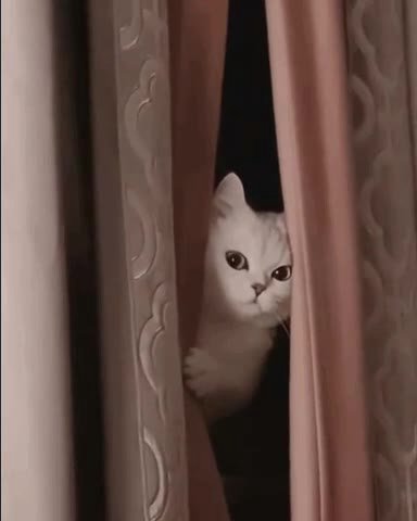 мем