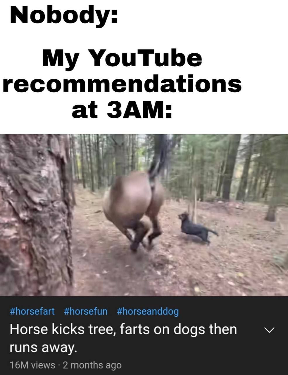 Nobody: My YouTube recommendations 3A at и kicks tree, dogs then гип$ away. views 2 months ago