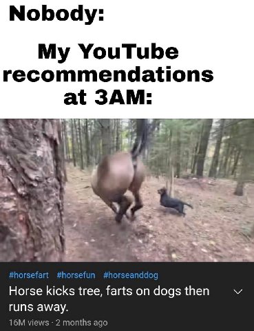 Nobody: My YouTube recommendations 3A at и kicks tree, dogs then гип$ away. views 2 months ago