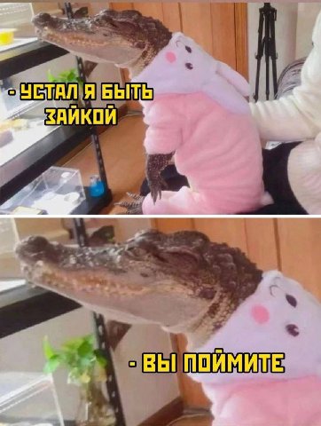 УСТАЛ Я БЫ ЗАЙКОЙ ВЫ