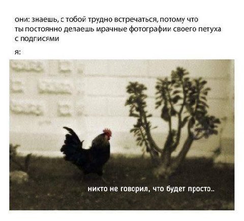 они: знаешь, с тобой трудно встречаться, потому что ты постоянно делаешь мрачные фотографии своего петуха с подписями я: 4 2% ‘а ‘i никто не говорил, что будет просто..