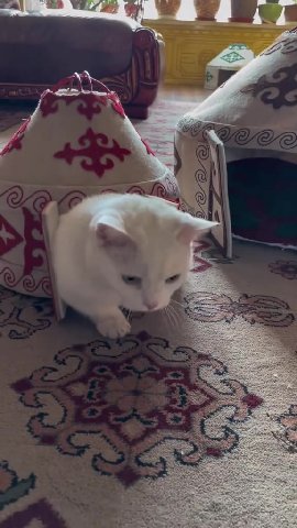 был котьик а вышел уже мысық