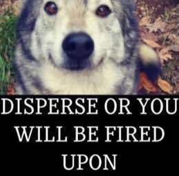 DISPERSE OR YOU WILL BE FIRED UPON