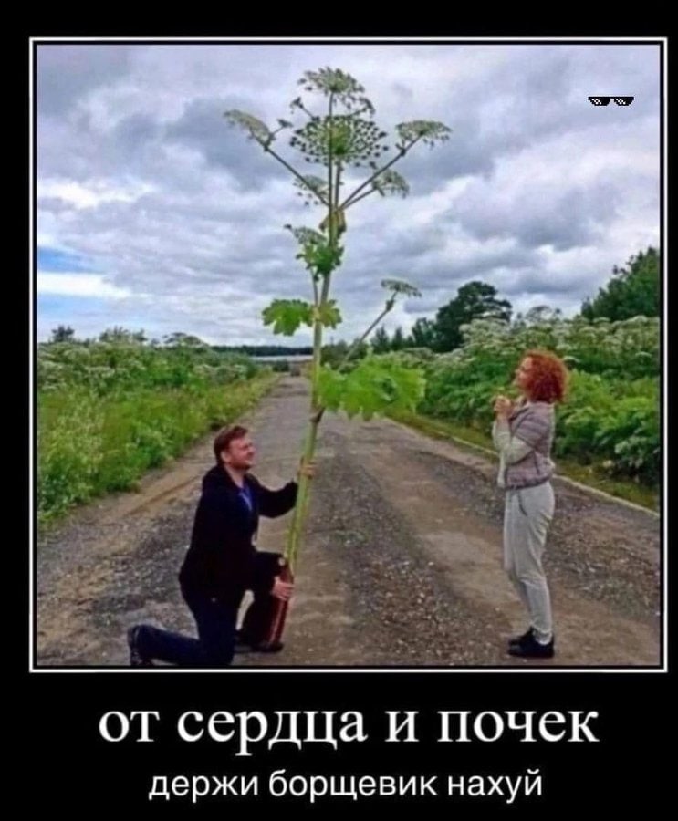от сердца и почек держи борщевик нахуй