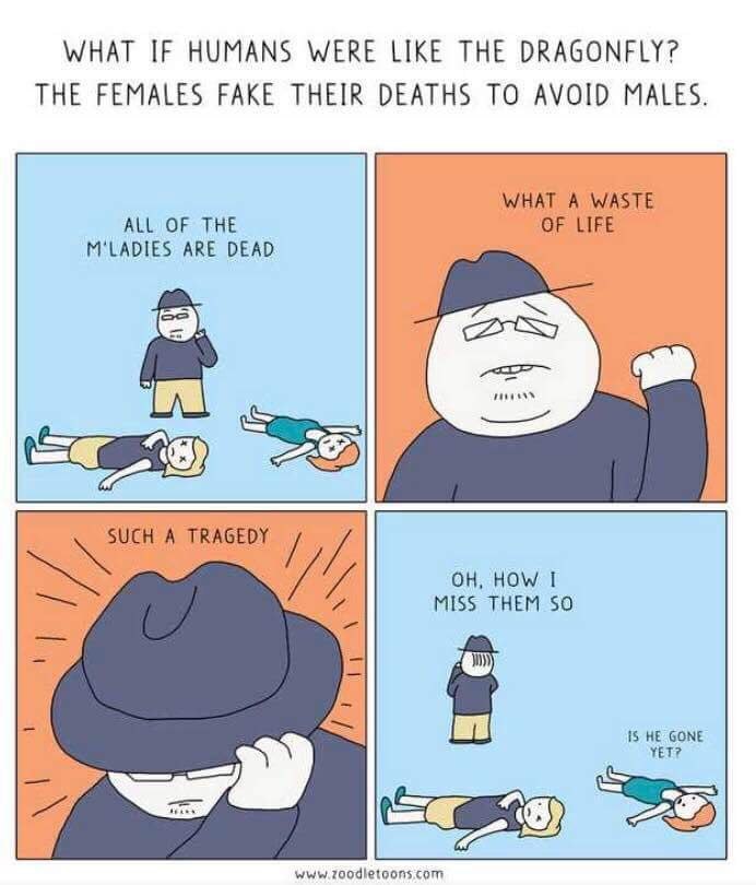 WHAT IF HUMANS WERE LIKE THE DRAGONFLY? THE FEMALES FAKE THEIR DEATHS TO AVOID MALES WHAT A WASTE M'LADIES ARE DEAD ALL OF THE OF LIFE A TRAGEDY if MISS THEM SO HOW I 18