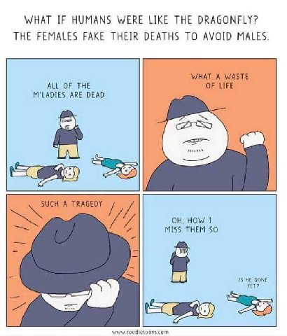 WHAT IF HUMANS WERE LIKE THE DRAGONFLY? THE FEMALES FAKE THEIR DEATHS TO AVOID MALES WHAT A WASTE M'LADIES ARE DEAD ALL OF THE OF LIFE A TRAGEDY if MISS THEM SO HOW I 18