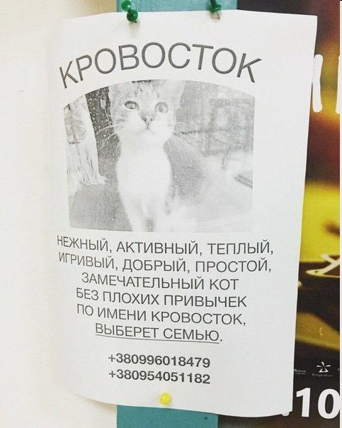 отдам семью в добрые руки кота