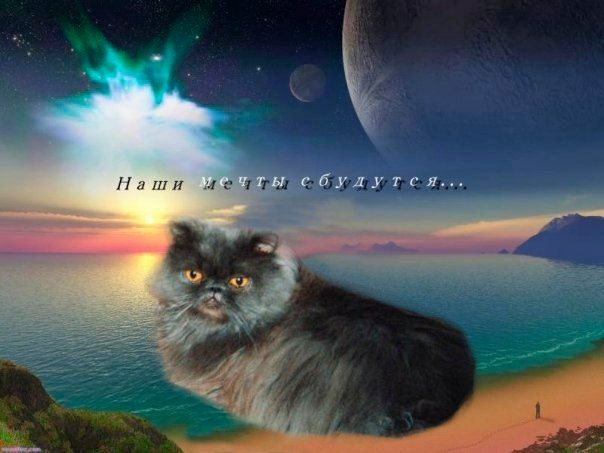 Наши утся...