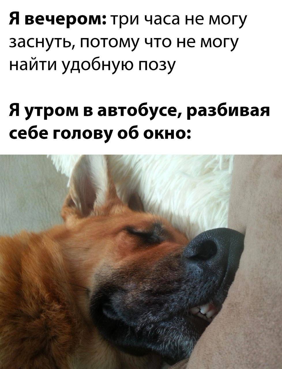 Я вечером: три часа не могу заснуть, потому что не могу найти удобную позу Я утром в автобусе, разбивая себе голову об окно: