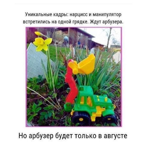 Уникальные кадры: нарцисс и манипулятор встретились на одной грядке. Ждут арбузера 4 арбузер будет только в августе
