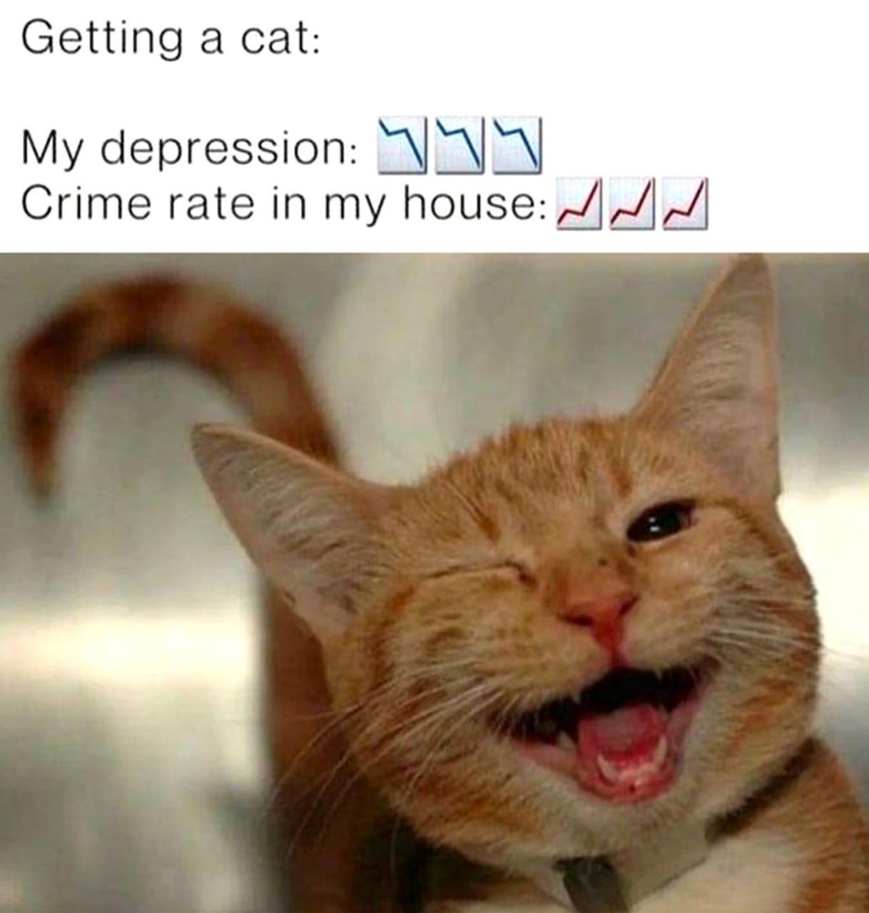 Getting a cat: My depression: Crime rate in my house: