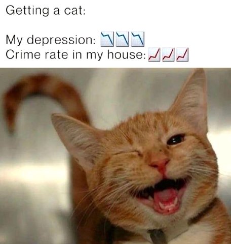 Getting a cat: My depression: Crime rate in my house:
