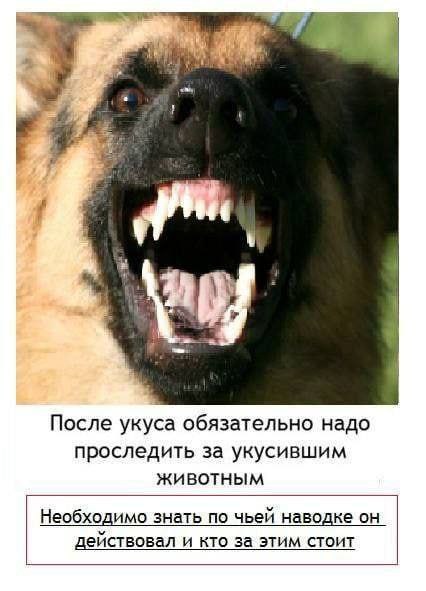 у all После укуса обязательно надо проследить за укусившим животным Необходимо знать по чьей наводке он действовал и кто за этим стоит