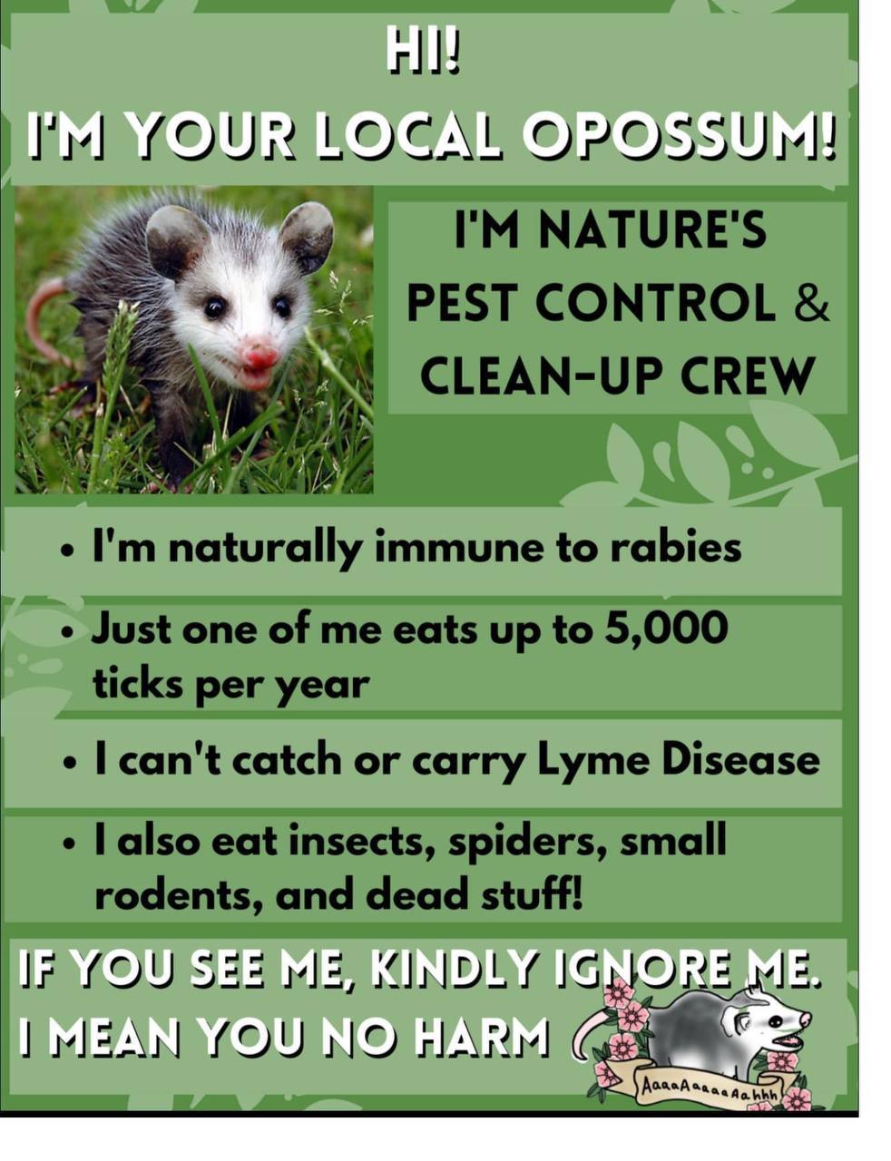 YOUR LOCAL OPOSSUM! NATURE'S PEST CONTROL CLEAN-UP CREW 4) naturally immune to rabies Just one of me eats up to 5,000 ticks per year can't catch or carry Lyme Disease also eat insects, spiders, small 