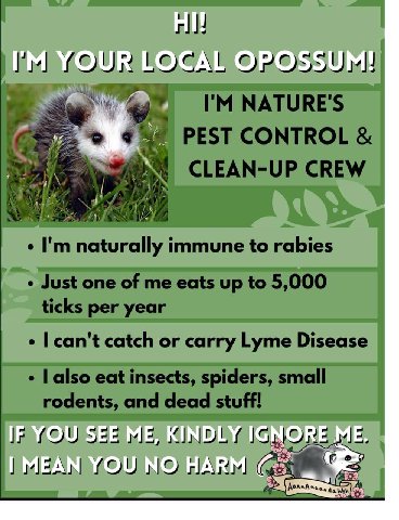 YOUR LOCAL OPOSSUM! NATURE'S PEST CONTROL CLEAN-UP CREW 4) naturally immune to rabies Just one of me eats up to 5,000 ticks per year can't catch or carry Lyme Disease also eat insects, spiders, small 