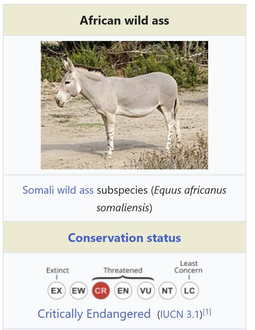African wild ass #7 Somali wild ass subspecies (Equus africanus somaliensis) Conservation status Least Extinct Threatened Concern Critically Endangered (IUCN