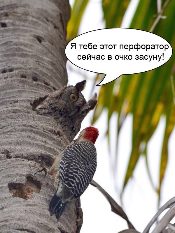 Я тебе этот перфоратор сейчас в очко засуну!