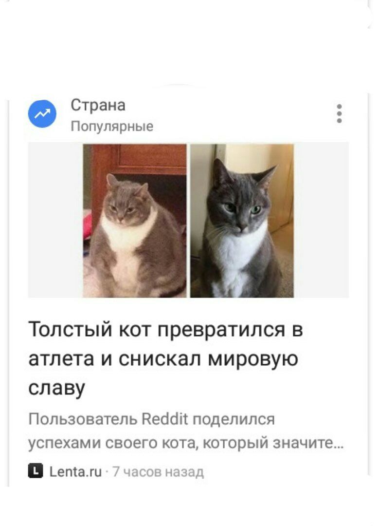 Страна Популярные Толстый кот превратился в атлета и снискал мировую славу Пользователь Reddit поделился успехами своего кота, который значите 7 часов назад