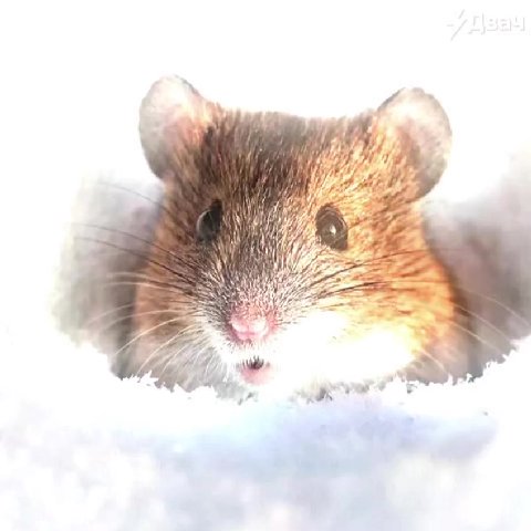 мем