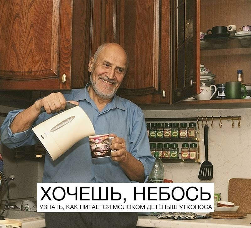 у ХОЧЕШЬ, НЕБОСЬ УЗНАТЬ, КАК ПИТАЕТСЯ МОЛОКОМ ДЕТЕНЫШ УТКОНОСА