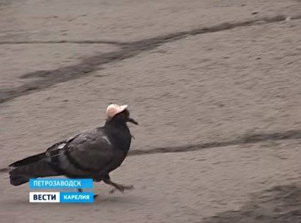 ПЕТРОЗАВОДСК ВЕСТИ КАРЕЛИЯ