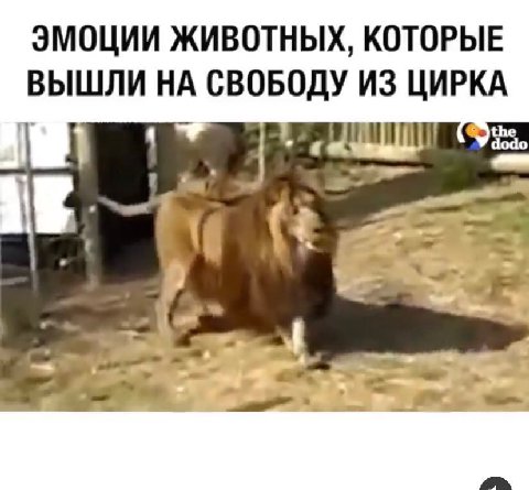 ЭМОЦИИ ЖИВОТНЫХ, КОТОРЫЕ ВЫШЛИ НА СВОБОДУ ИЗ ЦИРКА